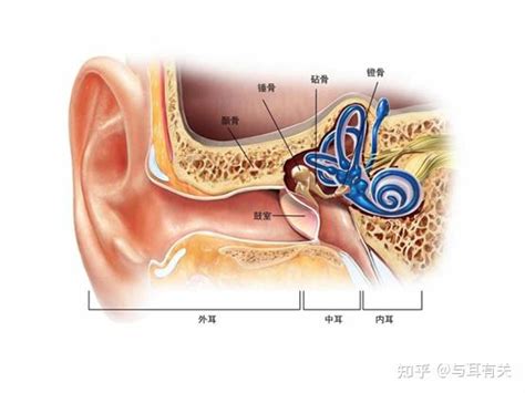 耳型 皇帝骨是什么